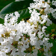 White Crepe Myrtle Lagerstroemia indica Seeds
