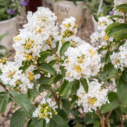 White Crepe Myrtle Lagerstroemia indica Seeds