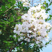 White Crepe Myrtle Lagerstroemia indica Seeds
