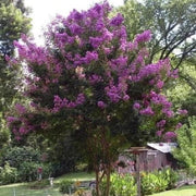 Queen's Crape Myrtle Lagerstroemia speciosa Seeds