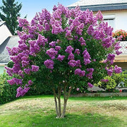 Queen's Crape Myrtle Lagerstroemia speciosa Seeds