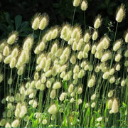 Mixed Rabbit Tail Grass Lagurus ovatus Seeds
