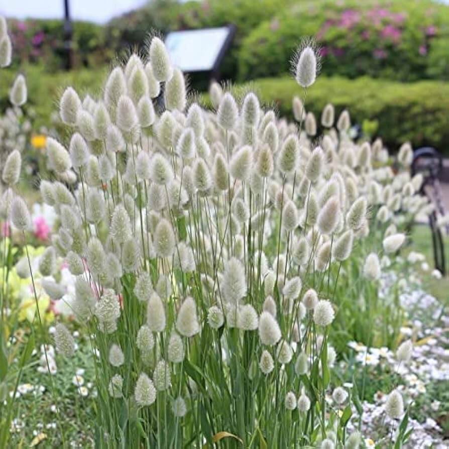 Mixed Rabbit Tail Grass Lagurus ovatus Seeds