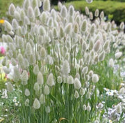 Rabbit Tail Grass Lagurus ovatus Seeds