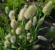 Rabbit Tail Grass Lagurus ovatus Seeds