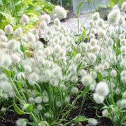 Mixed Rabbit Tail Grass Lagurus ovatus Seeds