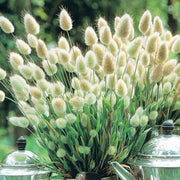 Rabbit Tail Grass Lagurus ovatus Seeds