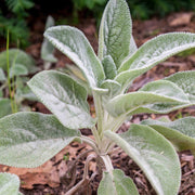 Compact Lamb's Ear Seeds