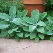 Compact Lamb's Ear Seeds