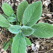 Compact Lamb's Ear Seeds
