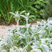 Green Lamb's Ear Seeds, Herbal
