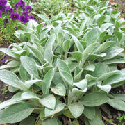 Green Lamb's Ear Seeds, Herbal