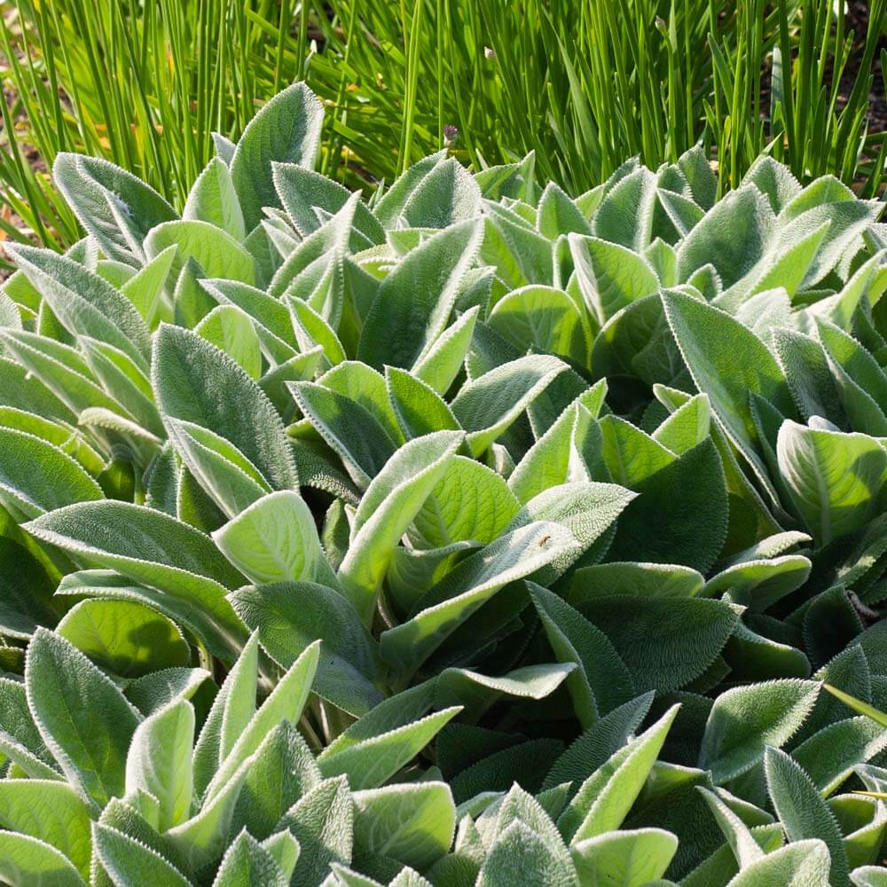 Green Lamb's Ear Seeds, Herbal