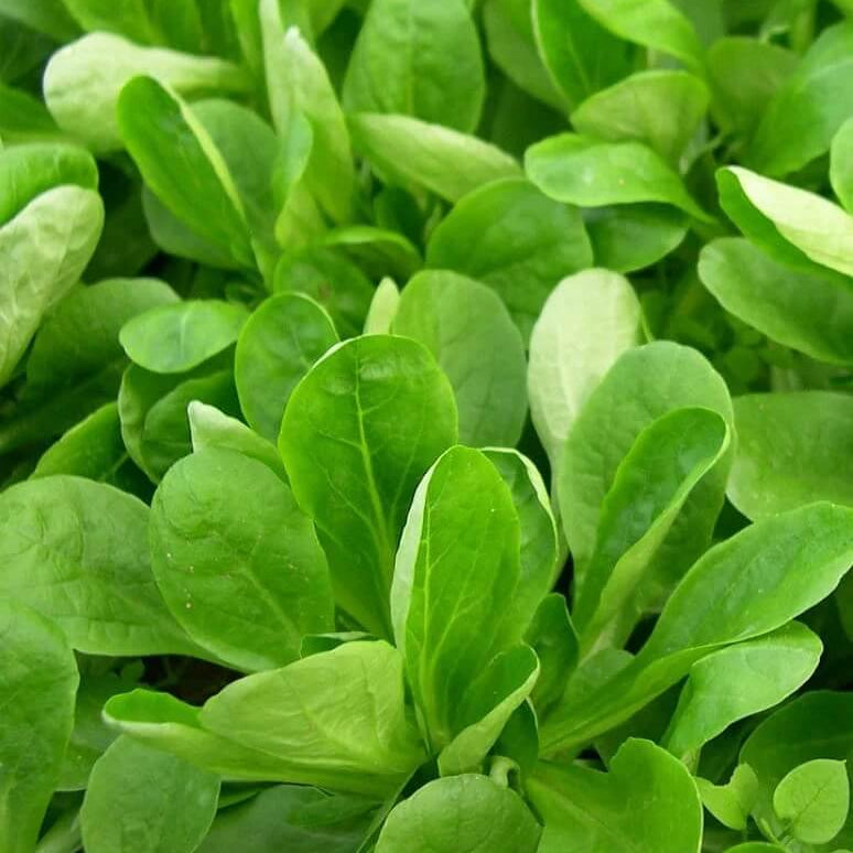 Lamb's Lettuce Seeds