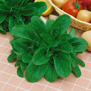 Lamb's Lettuce Seeds