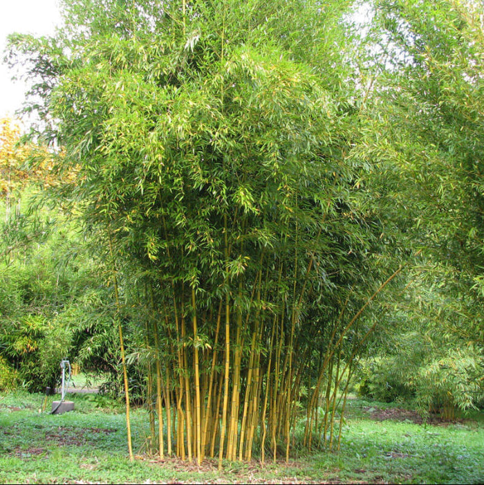 Landscape Bamboo Seeds - Ornamental Bamboo Landscape Seeds