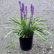 Landscaping Edge Seeds