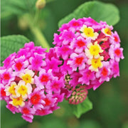 Pink Lantana Seeds