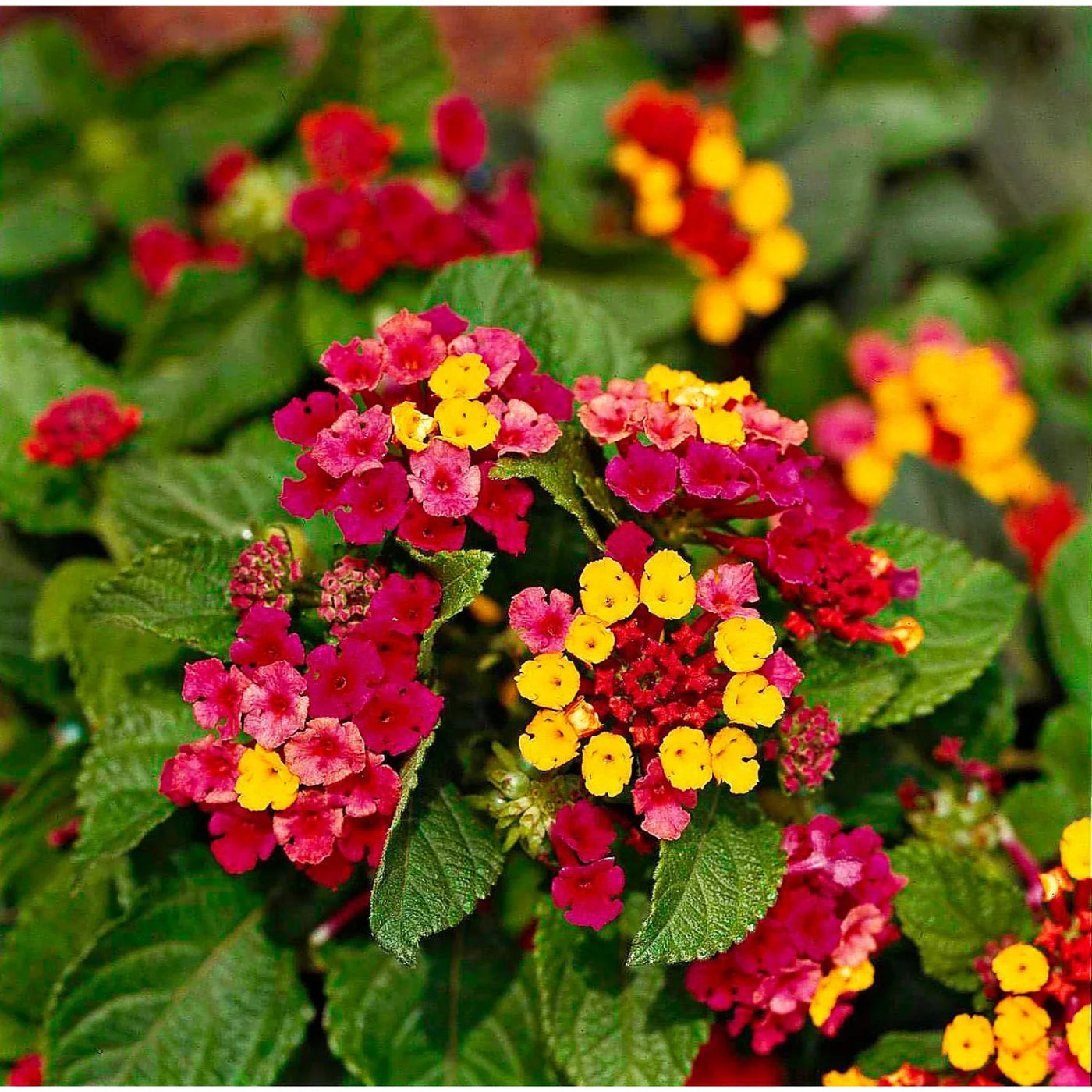 Lantana Seeds – Lantana camara