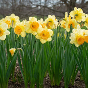 Large Cupped Daffodil Fortune Seeds - Flower Plant