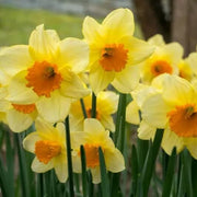 Large Cupped Daffodil Fortune Seeds - Flower Plant