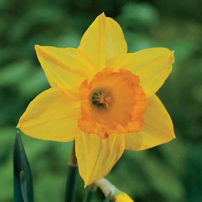 Large Cupped Daffodil Fortune Seeds - Flower Plant