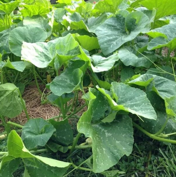 Large Winter Squash Seeds - Vegetable Plant