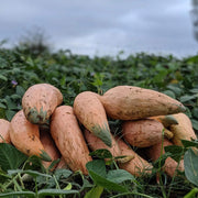 Large Winter Squash Seeds