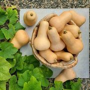 Large Winter Squash Seeds