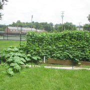 Large Winter Squash Seeds - Vegetable Plant