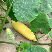 Large Winter Squash Seeds - Vegetable Plant