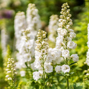 Larkspur Flower Seeds, Delphinium spp Flower Seeds