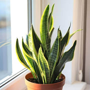 Laurentii Snake - Housing Seeds