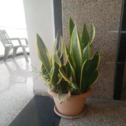 Laurentii Snake - Housing Seeds