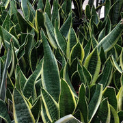 Laurentii Snake - Housing Seeds