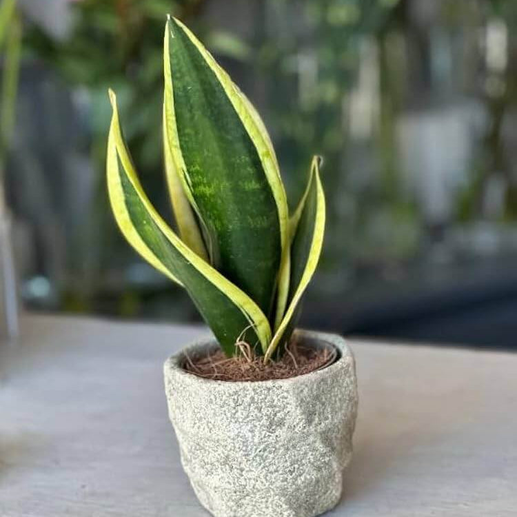 Laurentii Snake - Housing Seeds