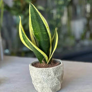 Laurentii Snake - Housing Seeds