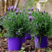 Lavandula Seeds - Herbal Seeds