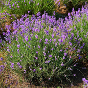 Lavandula Seeds - Herbal Seeds