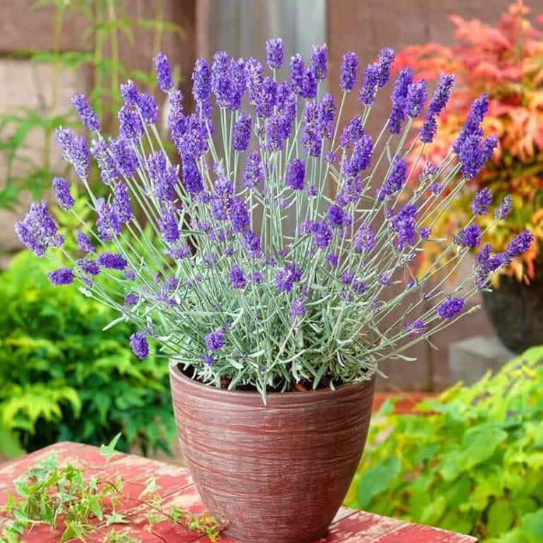 Lavandula Seeds - Herbal Seeds