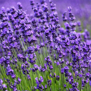 Lavandula - Herbal Seeds