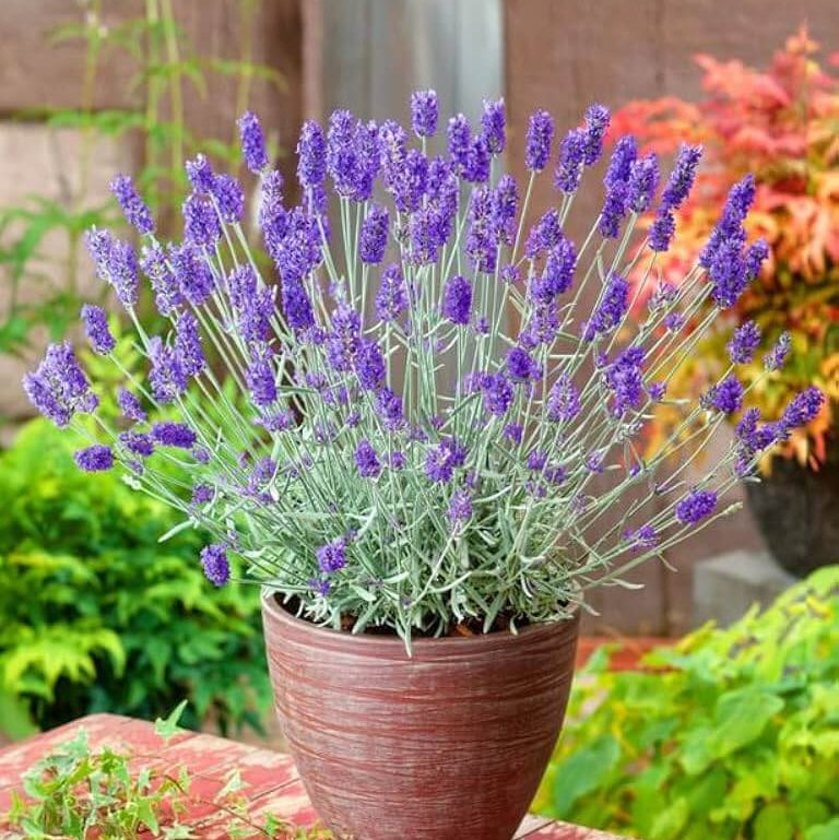 Lavandula - Herbal Seeds