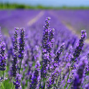 Lavender Mint Seeds - Herbal Seeds