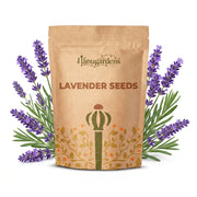 Lavender Seeds – Lavandula angustifolia