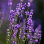 Wildflower Mix Lavender Seeds