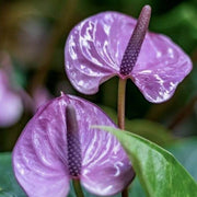 windflower Lavender Anthurium Seeds