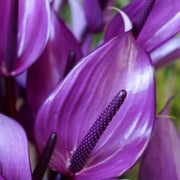 windflower Lavender Anthurium Seeds