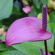 windflower Lavender Anthurium Seeds