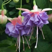 Lavender Mix Fuchsia Seeds - Flower Plant