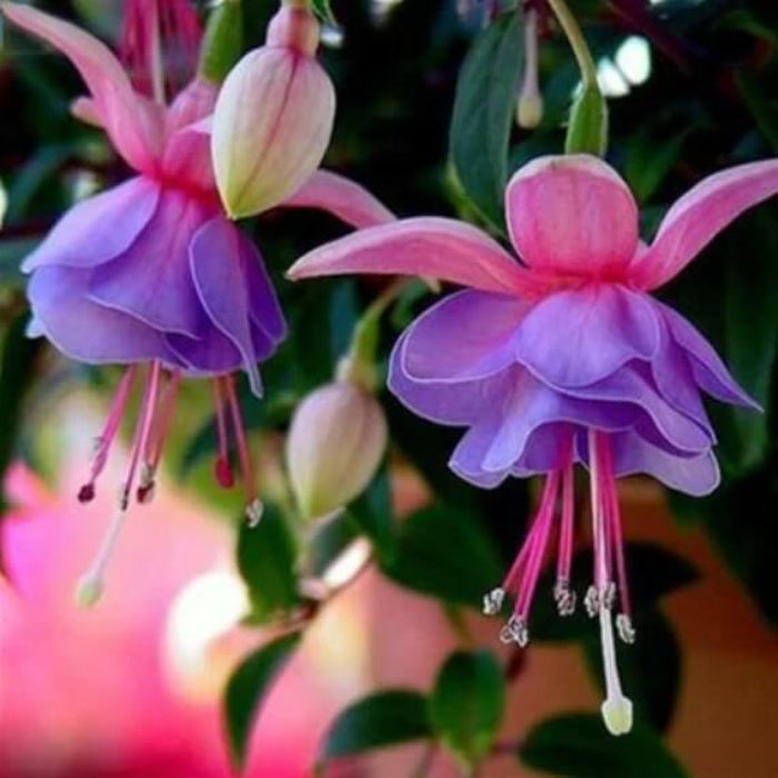 Lavender Mix Fuchsia Seeds - Flower Plant
